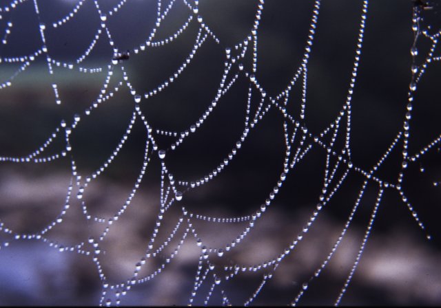 spinnennetz.jpg