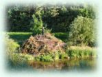 Weiter
