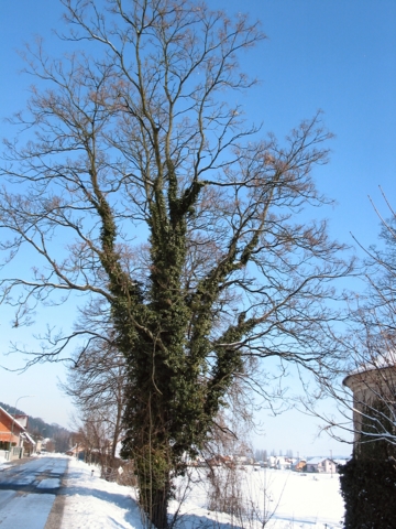 img_4281b.jpg
